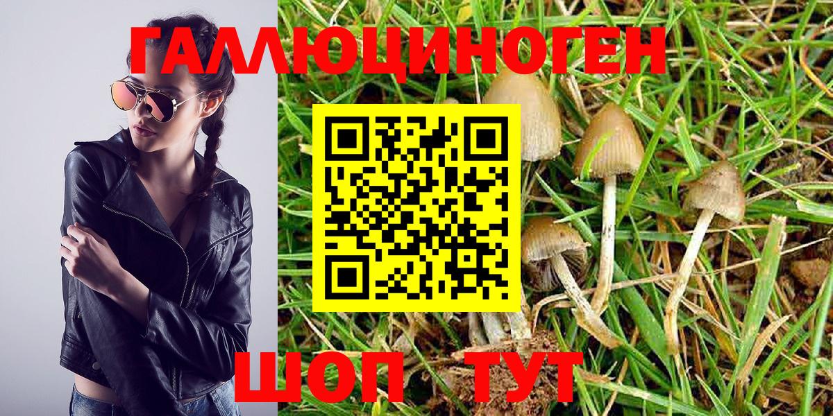 Псилоцибиновые грибы Psilocybine cubensis Вольск